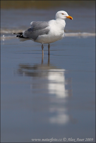 Larus argentatus