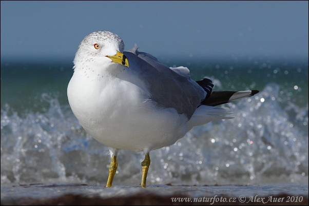 Larus delawarensis