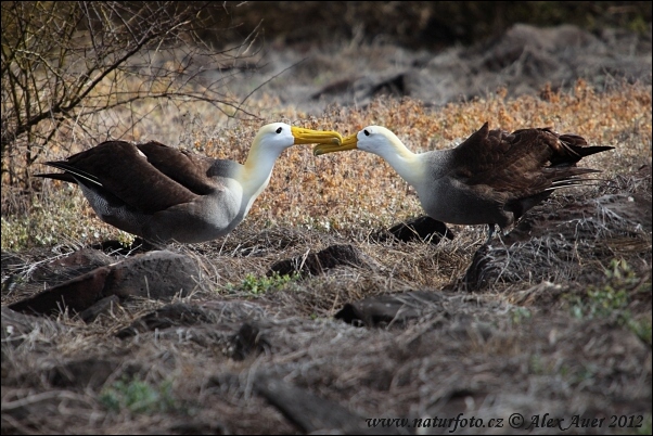 lbatros de les Galápagos