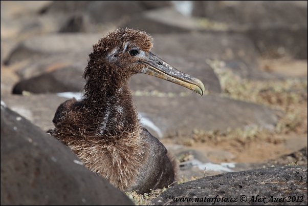 lbatros de les Galápagos