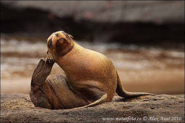 León marino de las Islas Galápagos