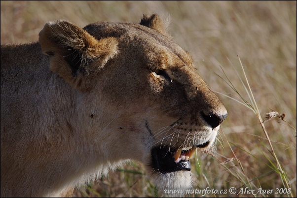 León