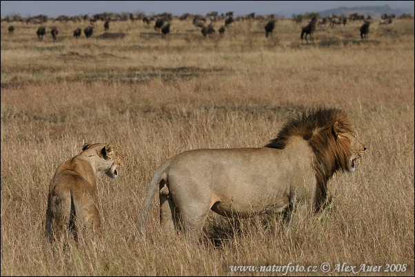 Leono