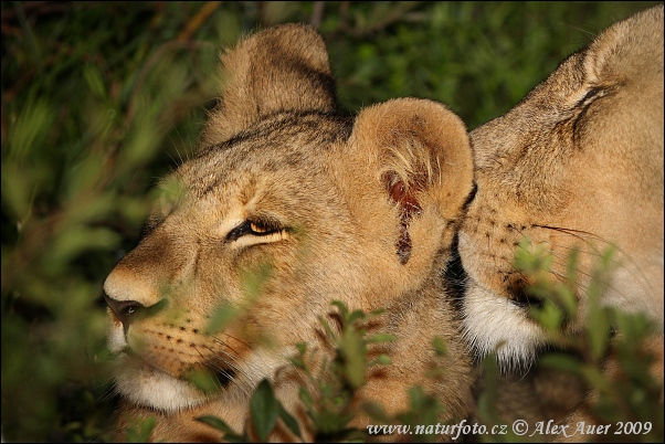 Leono