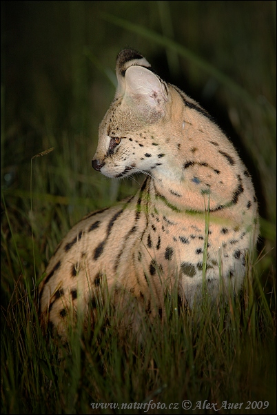 Leptailurus serval