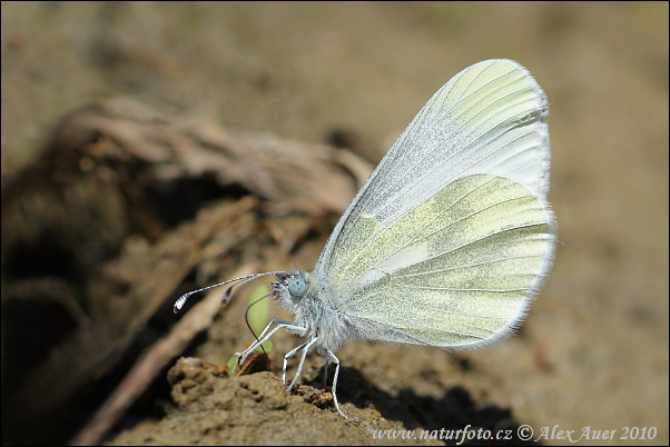 Leptidea sinapis