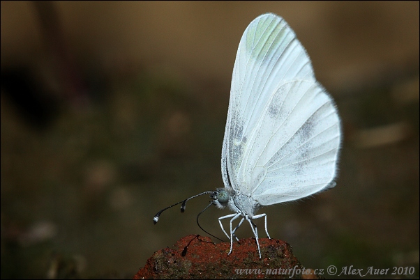 Leptidea sinapis