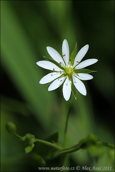 Lesser Stitchwort (Stellaria graminea)