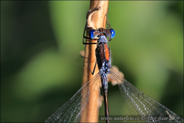 Lestes sponsa