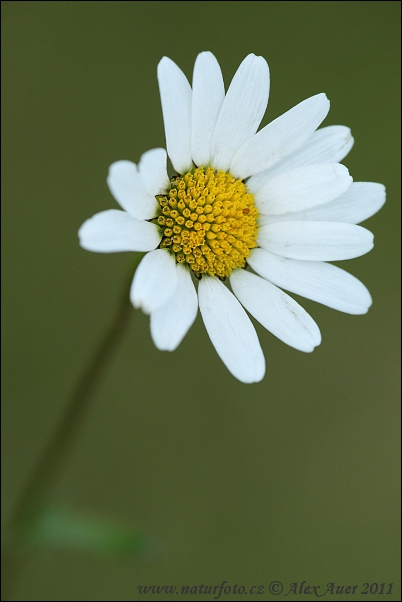 Leucanthemum vulgare