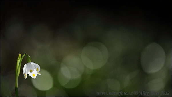 Leucojum vernum