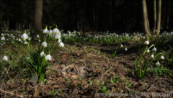 Leucojum vernum