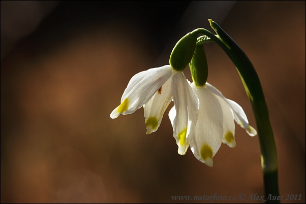 Leucojum vernum