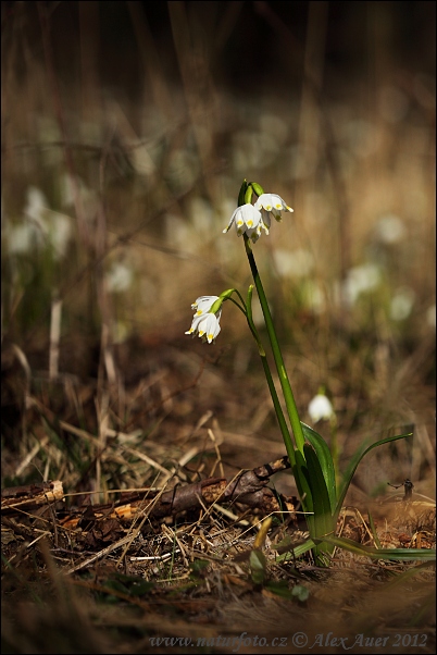 Leucojum vernum