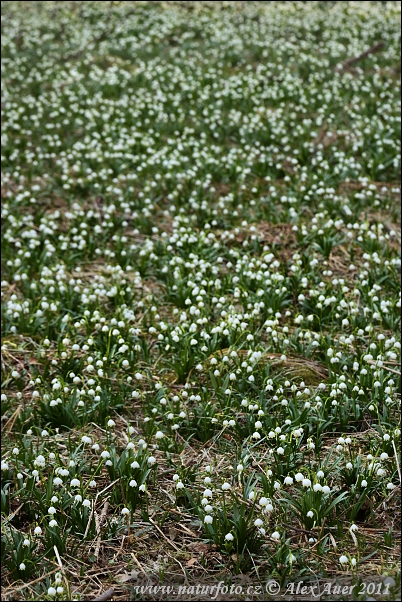 Leucojum vernum