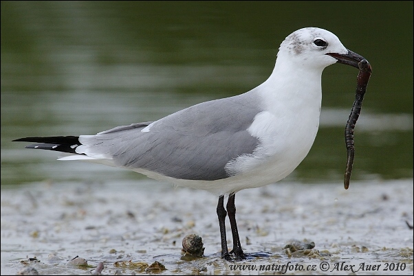 Leucophaeus atricilla