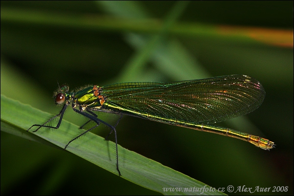 Libélula azul