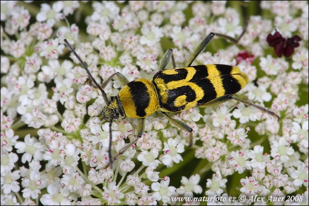 Longhorn Beetle (Chlorophorus varius)