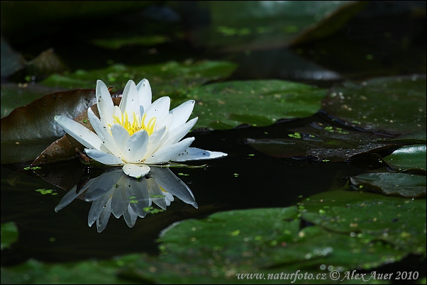 Lotus Branca