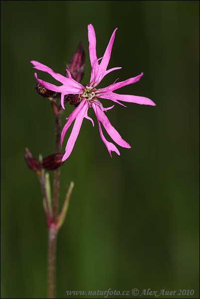 Lychnis fleur de coucou