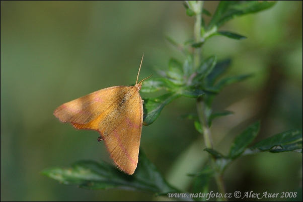 Lythria cruentaria