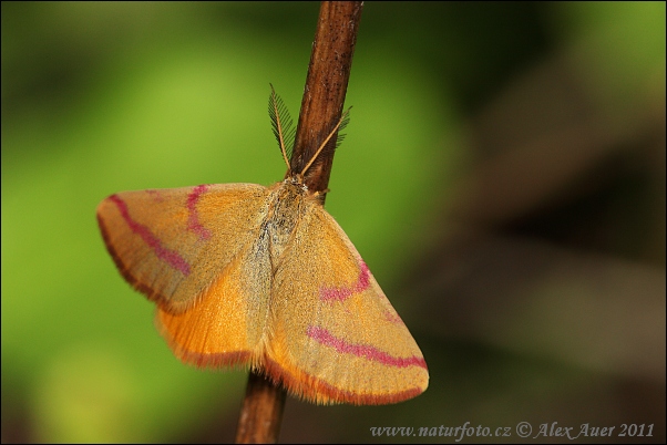 Lythria cruentaria