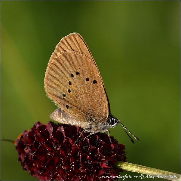 Maculinea nausithous