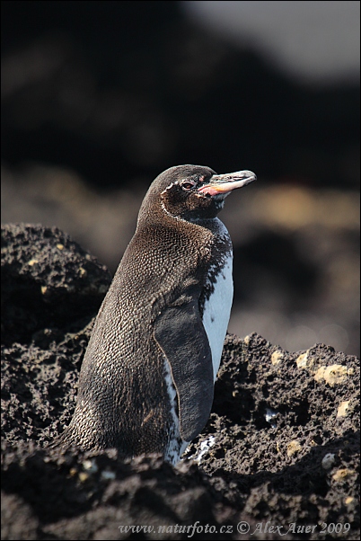 Manchot des Galapagos