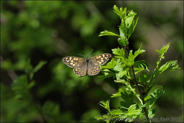 Margasis satyras