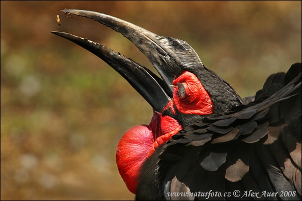 Markhornravn Kaffernhornrabe