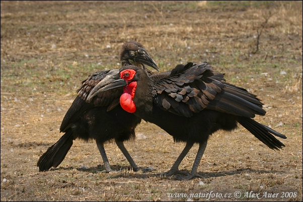 Markhornravn Kaffernhornrabe