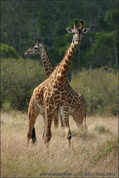 Masaigiraffe