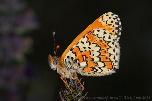 Melitaea cinxia