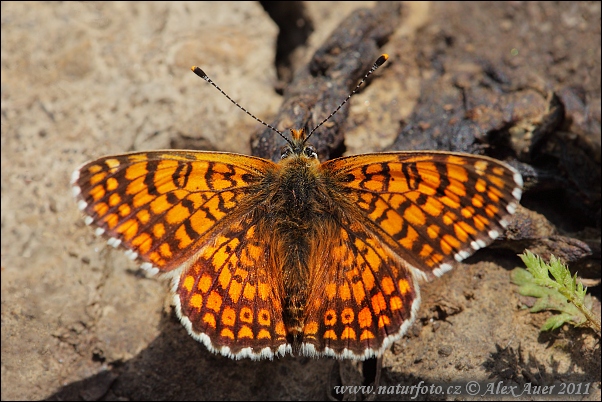 Melitaea cinxia