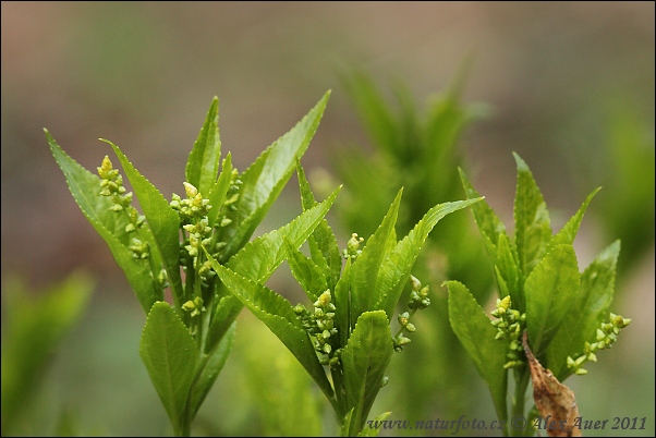 Mercurial perenne