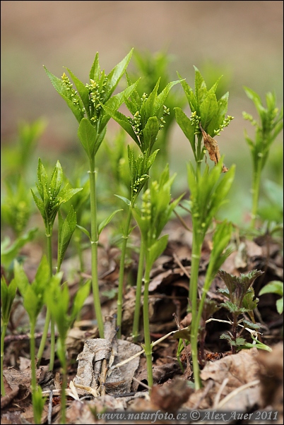 Mercurialis perennis