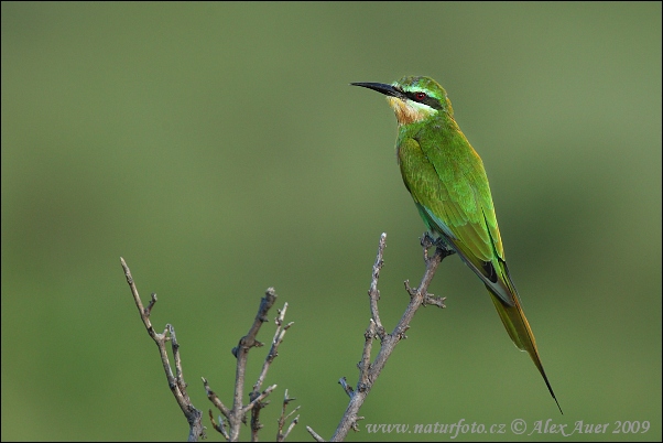 Merops persicus