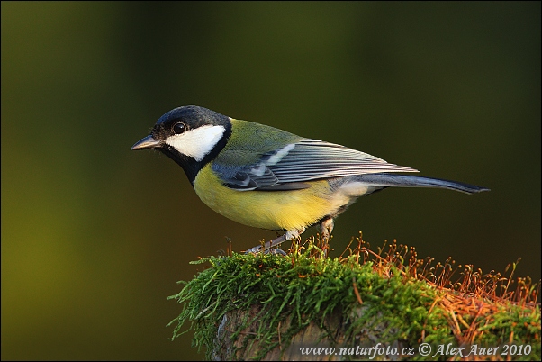 Mésange charbonnière