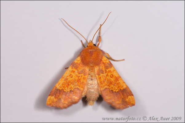 Mörkbandat gulvingfly