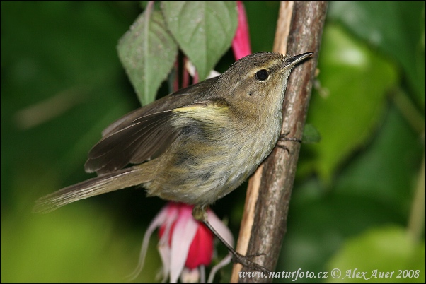 Mosquitero común