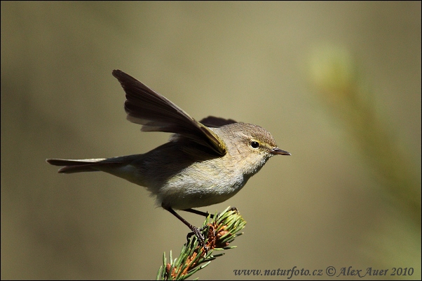 Mosquitero común