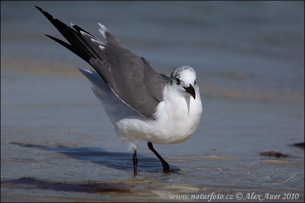 Mouette atricille