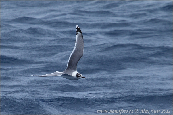 Mouette de Franklin