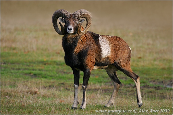 Mouflon