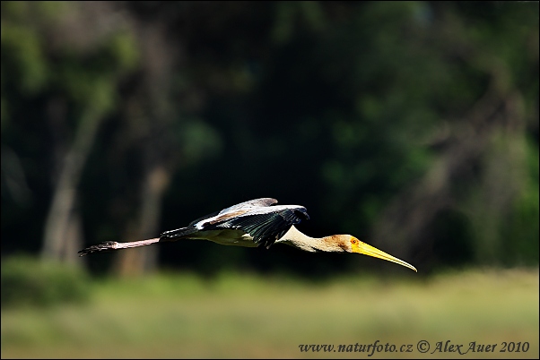 Mycteria ibis