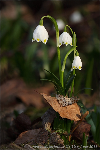 Nivéole de printemps