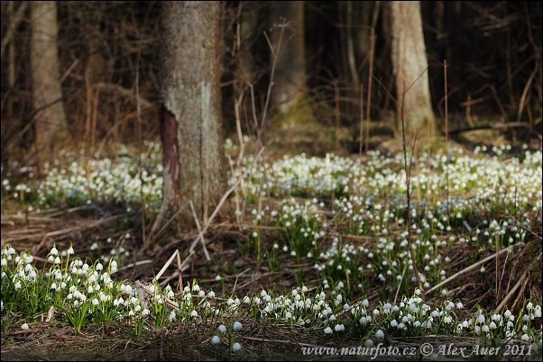 Nivéole de printemps