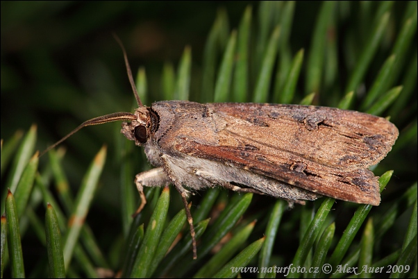 Noctuelle baignée