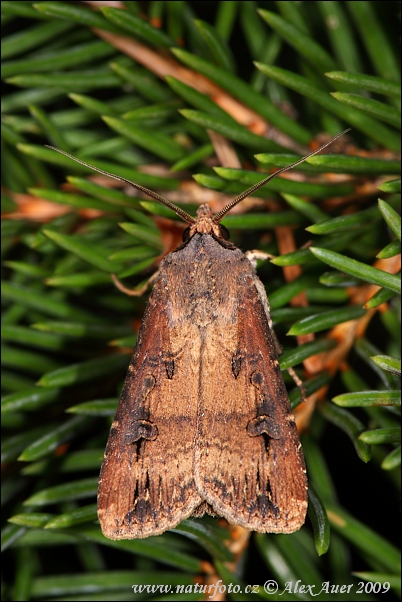 Noctuelle baignée