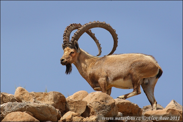 Nubische steenbok